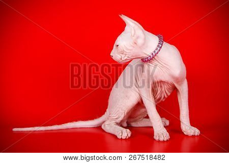Don Sphinx Cat On Colored Backgrounds