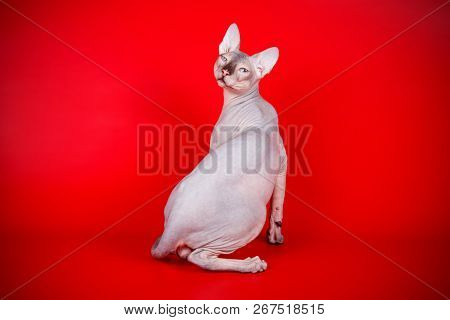 Don Sphinx Cat On Colored Backgrounds