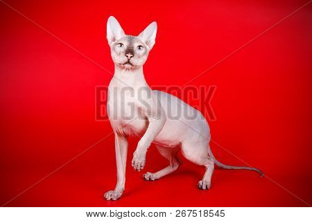 Don Sphinx Cat On Colored Backgrounds