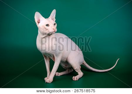 Don Sphinx Cat On Colored Backgrounds