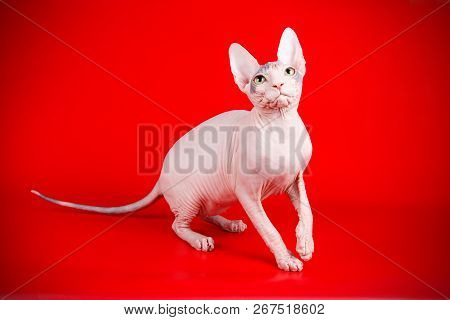 Don Sphinx Cat On Colored Backgrounds