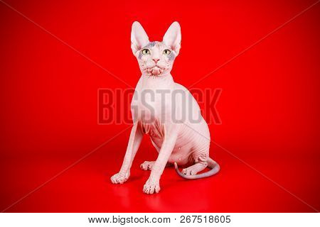 Don Sphinx Cat On Colored Backgrounds