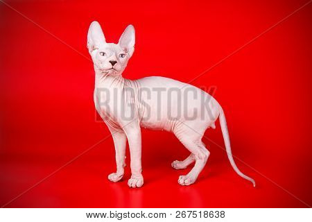 Don Sphinx Cat On Colored Backgrounds