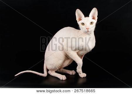 Don Sphinx Cat On Colored Backgrounds