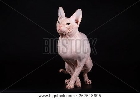 Don Sphinx Cat On Colored Backgrounds