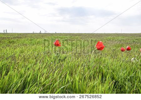 Tulips In A Wild Field. Red Flowers Among The Green Grass.