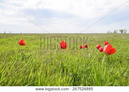 Tulips In A Wild Field. Red Flowers Among The Green Grass.