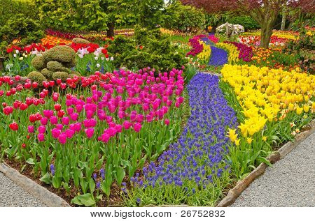 Giardino di tulipani di Skagit, Washington State, America.