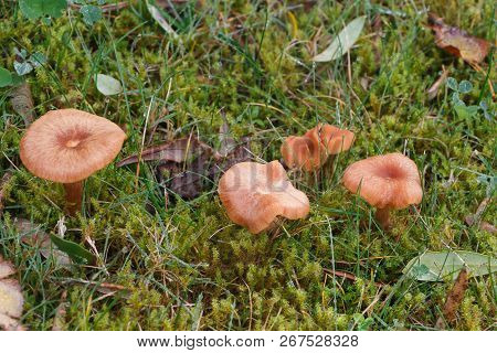 Mower's Mushrooms In Moss