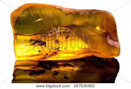 Amazing Baltic Amber With Frozen In This Piece A Mosquito, Isolated On White Background.