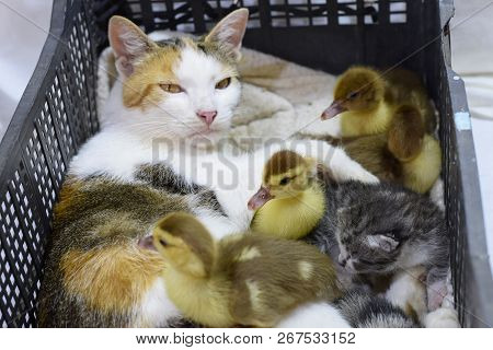 Cat Foster Mother For The Ducklings. Cat In A Basket With Kitten And Receiving Musk Duck Ducklings.