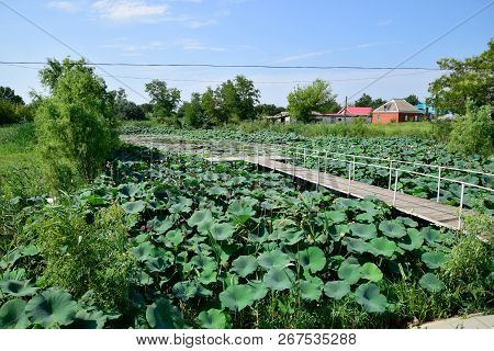 Pond With Lotuses. Lotuses In The Growing Season. Decorative Plants In The Pond.