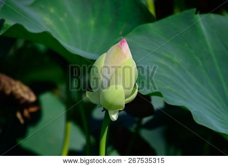 Pond With Lotuses. Lotuses In The Growing Season. Decorative Plants In The Pond.