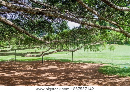 Branches Of Giant Ficus Benjamina In Peradeniya Royal Botanical Gardens Near Kandy, Sri Lanka