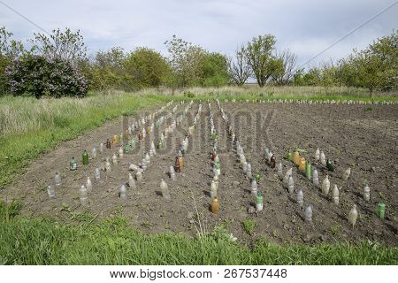 Use Of Plastic Bottles To Protect Seedlings Of Vegetables From Pests And Cold. Protection From The G