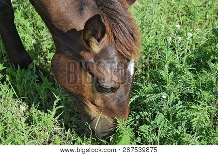 The Grazed Horse. The Horse Eats The Grass Growing On A Pasture At Coast Of The Sea Of Azov.