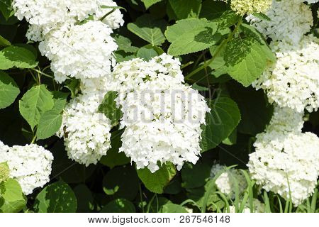 Flowers Of A Buldenezh. Flowers Of A Buldenezh
