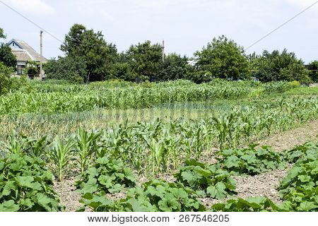 Vegetable Garden With Zucchini And Corn. Vegetable Beds In The Garden. Weed Beds