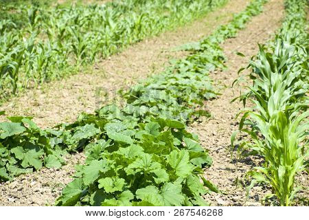 Vegetable Garden With Zucchini And Corn. Vegetable Beds In The Garden. Weed Beds