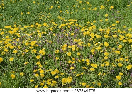 Flowering Dandelions In The Clearing. Meadow With Dandelions