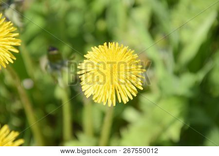 Flowering Dandelions In The Clearing. Meadow With Dandelions