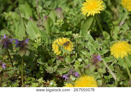 Flowering Dandelions In The Clearing. Meadow With Dandelions