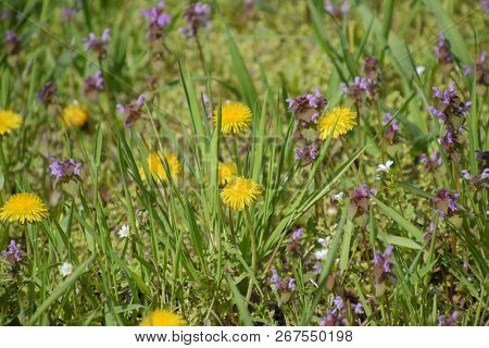Flowering Dandelions In The Clearing. Meadow With Dandelions