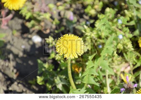 Flowering Dandelions In The Clearing. Meadow With Dandelions