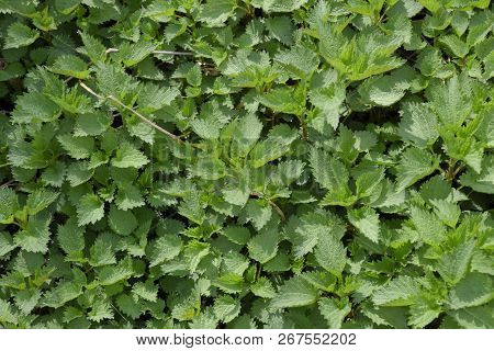 Background Of The Young Nettle. Glade Of Nettle In The Garden.