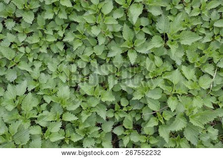 Background Of The Young Nettle. Glade Of Nettle In The Garden.