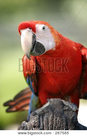 Scarlet Ara