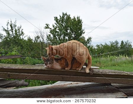 Mating Domestic Cats. The Natural Behavior Of The Animals.