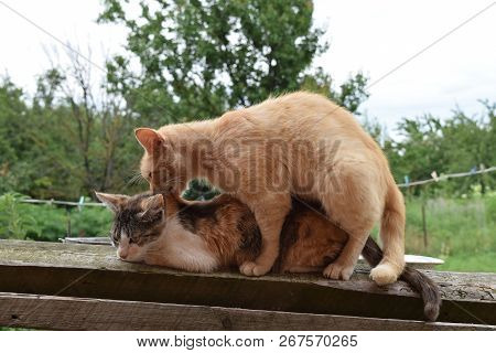 Mating Domestic Cats. The Natural Behavior Of The Animals.