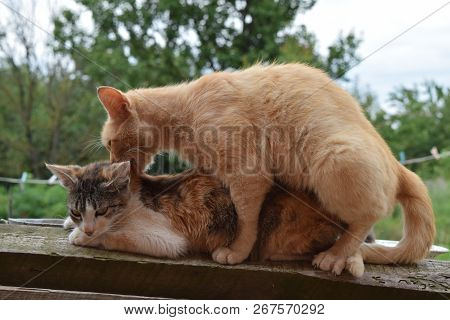 Mating Domestic Cats. The Natural Behavior Of The Animals.