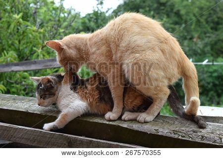 Mating Domestic Cats. The Natural Behavior Of The Animals.