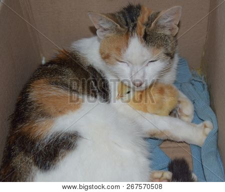 Cat Warms Chicken. Cat Takes A Chicken For Her Cub.