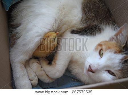 Cat Warms Chicken. Cat Takes A Chicken For Her Cub.