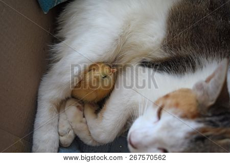 Cat Warms Chicken. Cat Takes A Chicken For Her Cub.