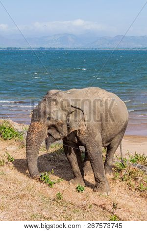 Sri Lankan Elephant Elephas Maximus Maximus Behind A Fence Of Udawalawe National Park, Sri Lanka