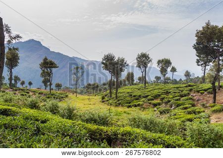 Tea Plantations In Mountains Near Haputale, Sri Lanka
