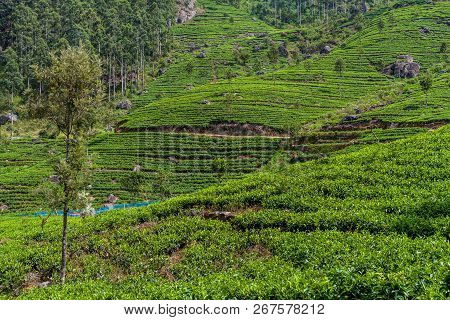 Tea Plantations In Mountains Near Haputale, Sri Lanka