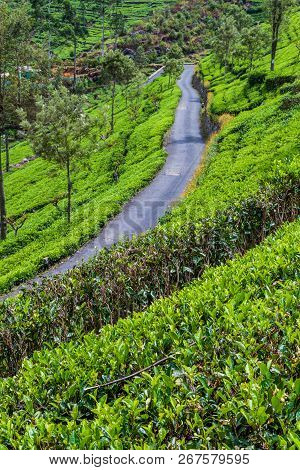 Winding Road And Tea Plantations In Mountains Near Haputale, Sri Lanka