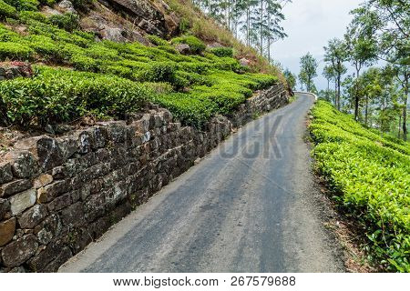Winding Road And Tea Plantations In Mountains Near Haputale, Sri Lanka