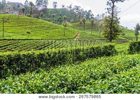 Tea Plantations In Mountains Near Haputale, Sri Lanka