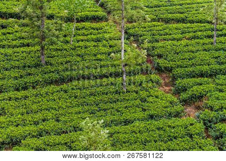 Tea Plantations In Mountains Around Liptons Seat Near Haputale, Sri Lanka