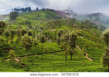 Tea Plantations In Mountains Around Liptons Seat Near Haputale, Sri Lanka