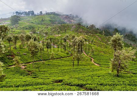 Tea Plantations In Mountains Around Liptons Seat Near Haputale, Sri Lanka