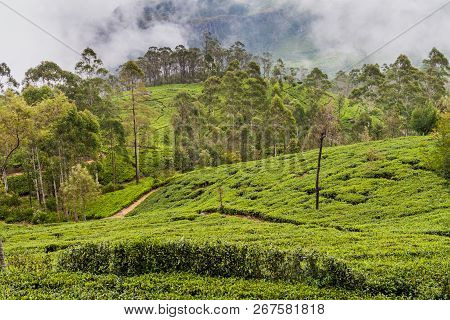 Tea Plantations In Mountains Around Liptons Seat Near Haputale, Sri Lanka