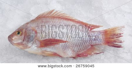 Purppuranapsija kala / Talapia merah