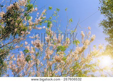 Morning Sun Shines At Wild Himalayan Cherry Blossom With Blue Sky And Sakura Clouds In Thailand.